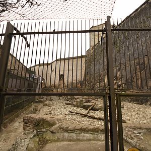 Guinean baboon enclosure