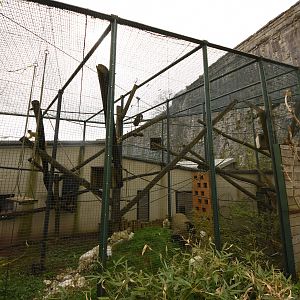 Bolivian squirrel monkey cage