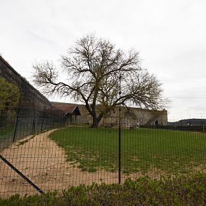 Red kangaroo enclosure