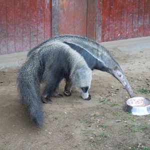 Giant Anteater - Budapest Zoo November 2017