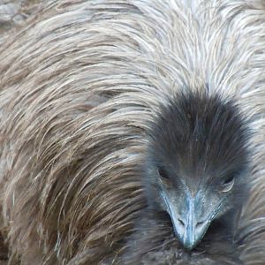 Emu - Budapest Zoo November 2017