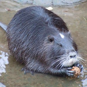 Coypu - Budapest Zoo November 2017