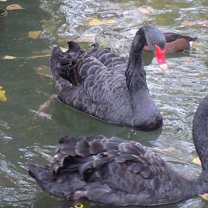 Black Swan - Budapest Zoo November 2017