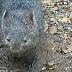 Wombat  - Budapest Zoo November 2017