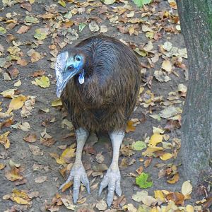 Southern Cassowary - Budapest Zoo November 2017