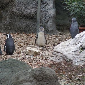 Jackass Penguin - Budapest Zoo November 2017