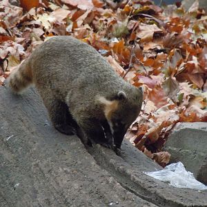 South American Coati - Budapest Zoo November 2017