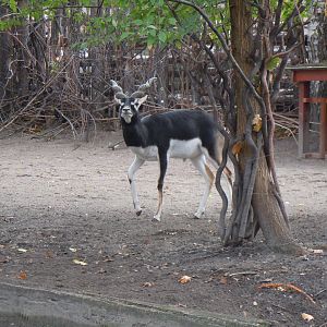 Blackbuck - Budapest Zoo November 2017