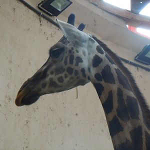 Rothschilds Giraffe - Budapest Zoo November 2017