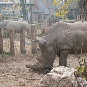 Southern White Rhinoceros - Budapest Zoo November 2017