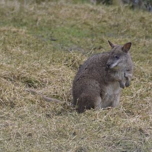 Parma Wallaby - Exmoor Zoo April 2018