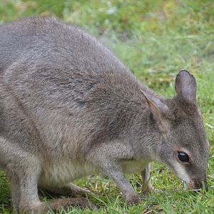 Dusky Pademelon - Exmoor Zoo April 2018
