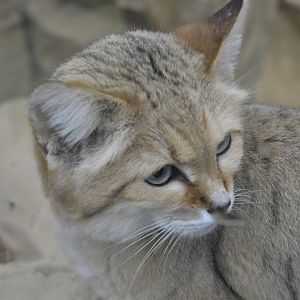 Sand Cat - Exmoor Zoo April 2018