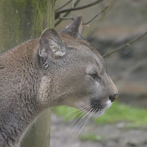Puma - Exmoor Zoo April 2018
