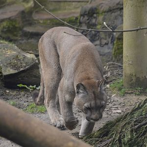 Puma - Exmoor Zoo April 2018