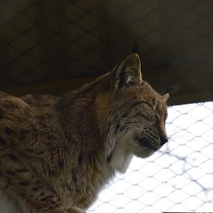 Eurasian Lynx - Exmoor Zoo April 2018