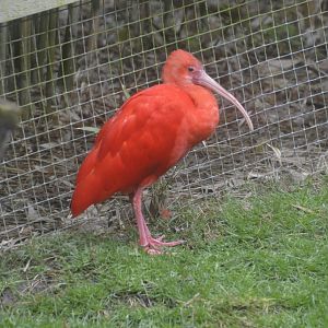 Scarlet Ibis - Exmoor Zoo April 2018