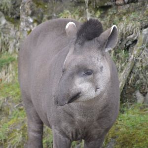 Brazilian Tapir - Exmoor Zoo April 2018