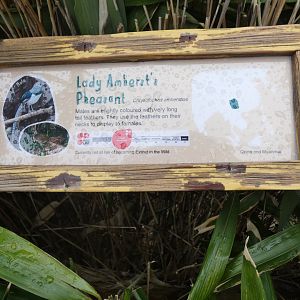 Lady Amherst's Pheasant Signage Outside Elephant House