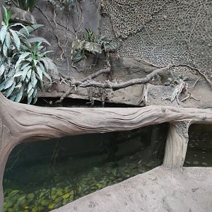 Fish Tank in Elephant House