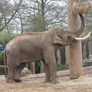 Aung Bo (male Asian Elephant)