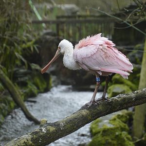 Roseate Spoonbill - Exmoor Zoo April 2018