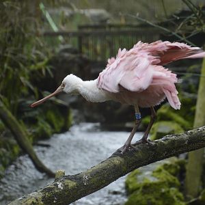 Roseate Spoonbill - Exmoor Zoo April 2018
