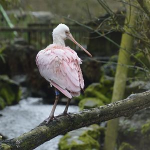 Roseate Spoonbill - Exmoor Zoo April 2018