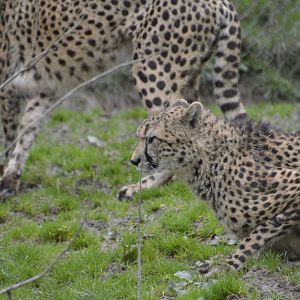 Cheetah - Exmoor Zoo April 2018