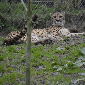 Cheetah - Exmoor Zoo April 2018