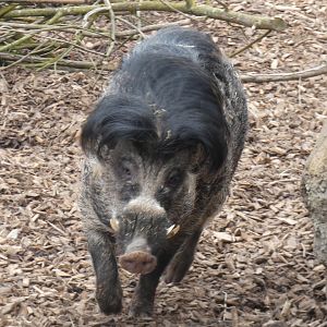 Male Visayan Warty Pig in Islands