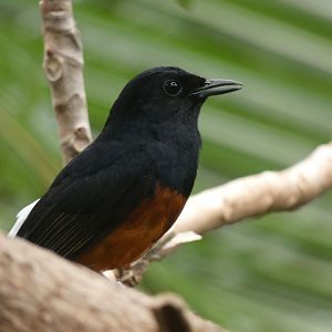 White-rumped Shama in the Monsoon Forest