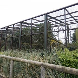 Black & Gold Howler Monkey Enclosure
