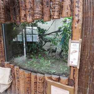 Panther Chameleon Enclosure in Secret World of the Okapi