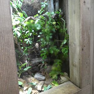 Morelet's Tree Frog Enclosure in Tropical Realm