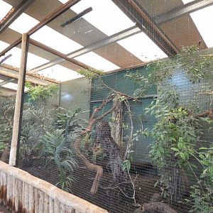 Collared Trogon Aviary in Tropcial Realm