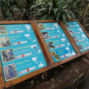 List of free-roaming birds in the Tropical Realm