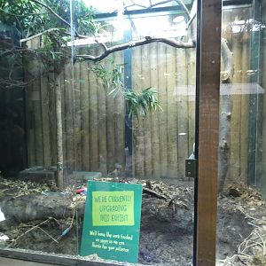 Dart Frog Enclosure in Tropical Realm under-refurbishment