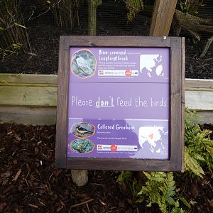 Sigange on Rainbow Aviaries