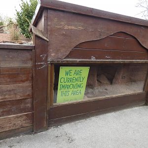 View of 'Mongoose Mania'