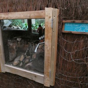 Empty Montserrat Turantula Enclosure in Dragons in Danger