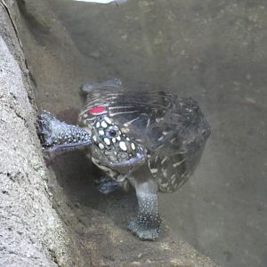 Black-spotted Pond Turtle in Dragons in Danger