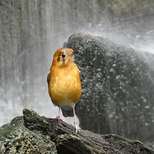 Orange-headed Ground Thrush in Tropical Realm