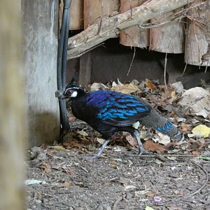 Palawan Peacock Pheasant in Tropical Realm
