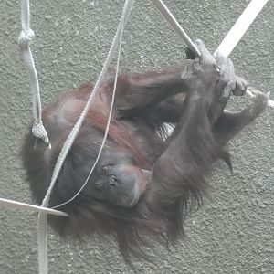 Martha (Bornean Orangutan)