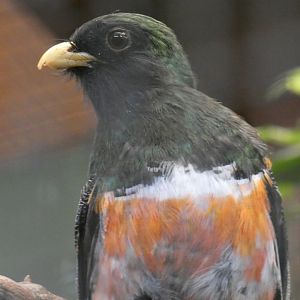 Collared Trogon Male