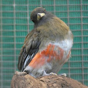 Collared Trogon Female