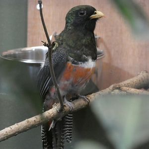 Collared Trogon in Tropical Realm