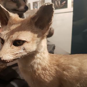 Pale fox - Vulpes pallida