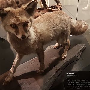 Island fox - Urocyon littoralis